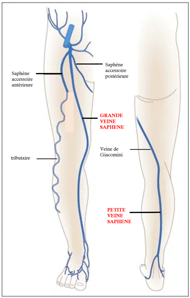 schema jambes MARIANNE